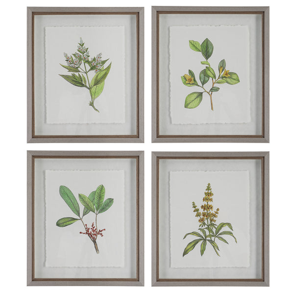 Uttermost Wildflower Study Framed Prints, S/4