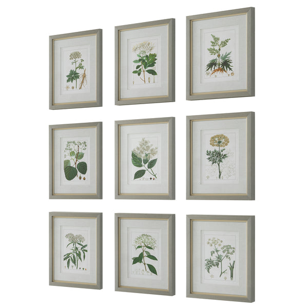 Uttermost Antique Botanicals Framed Prints, S/9