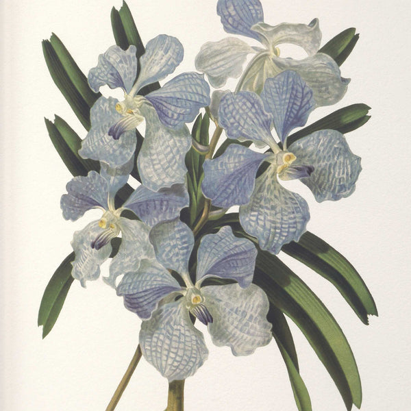 Uttermost Orchid Botanical Framed Prints Set/6