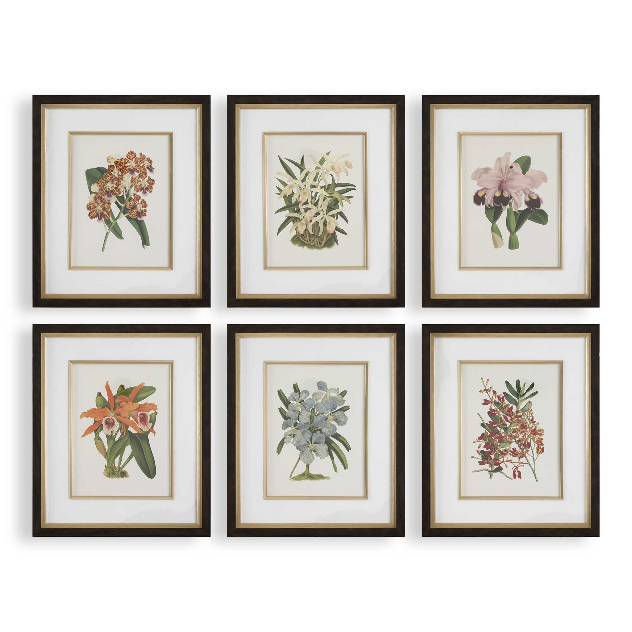 Uttermost Orchid Botanical Framed Prints Set/6