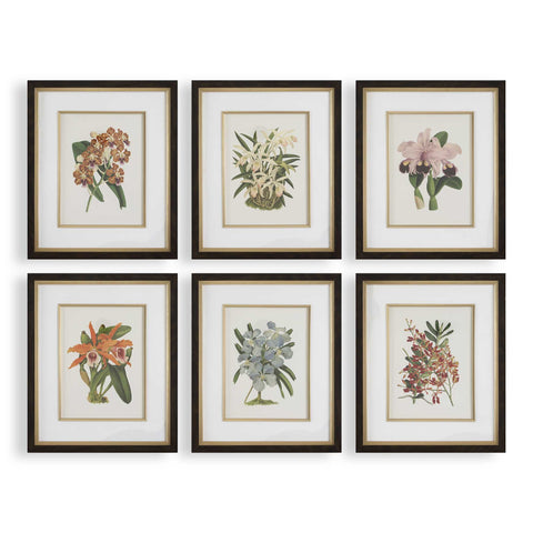 Uttermost Orchid Botanical Framed Prints Set/6