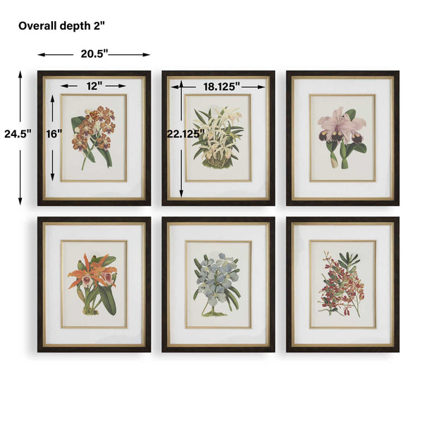 Uttermost Orchid Botanical Framed Prints Set/6