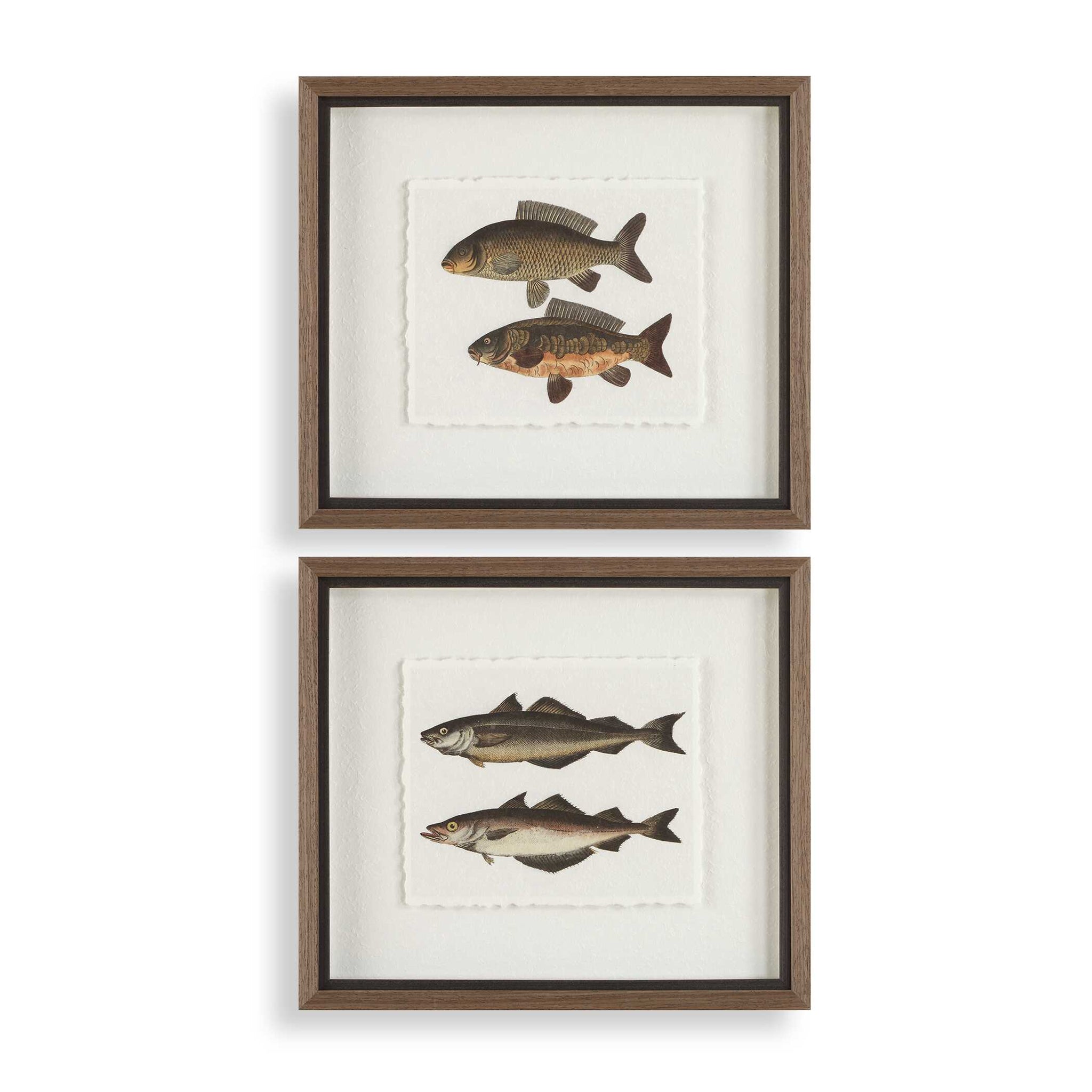 Uttermost The Catch Framed Fish Prints Set/2