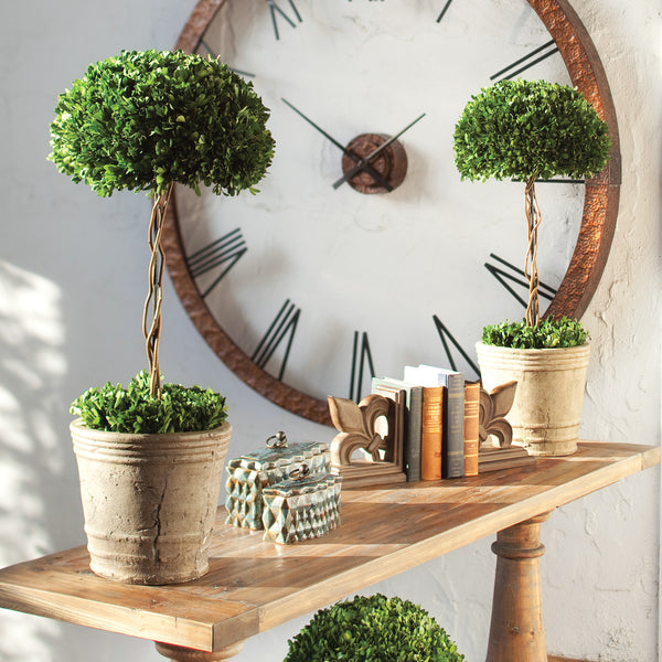 Uttermost Tree Topiary Preserved Boxwood