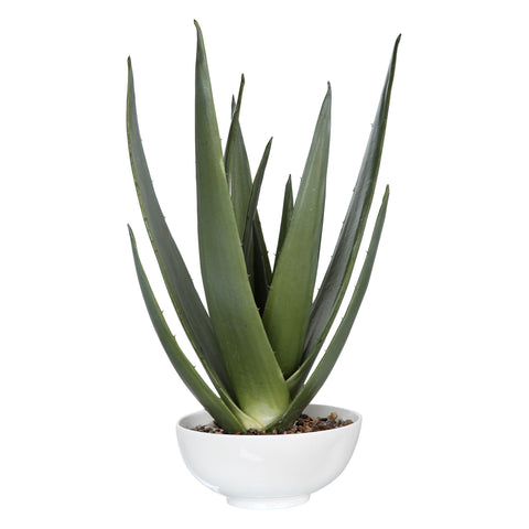 Uttermost Evarado Aloe Planter