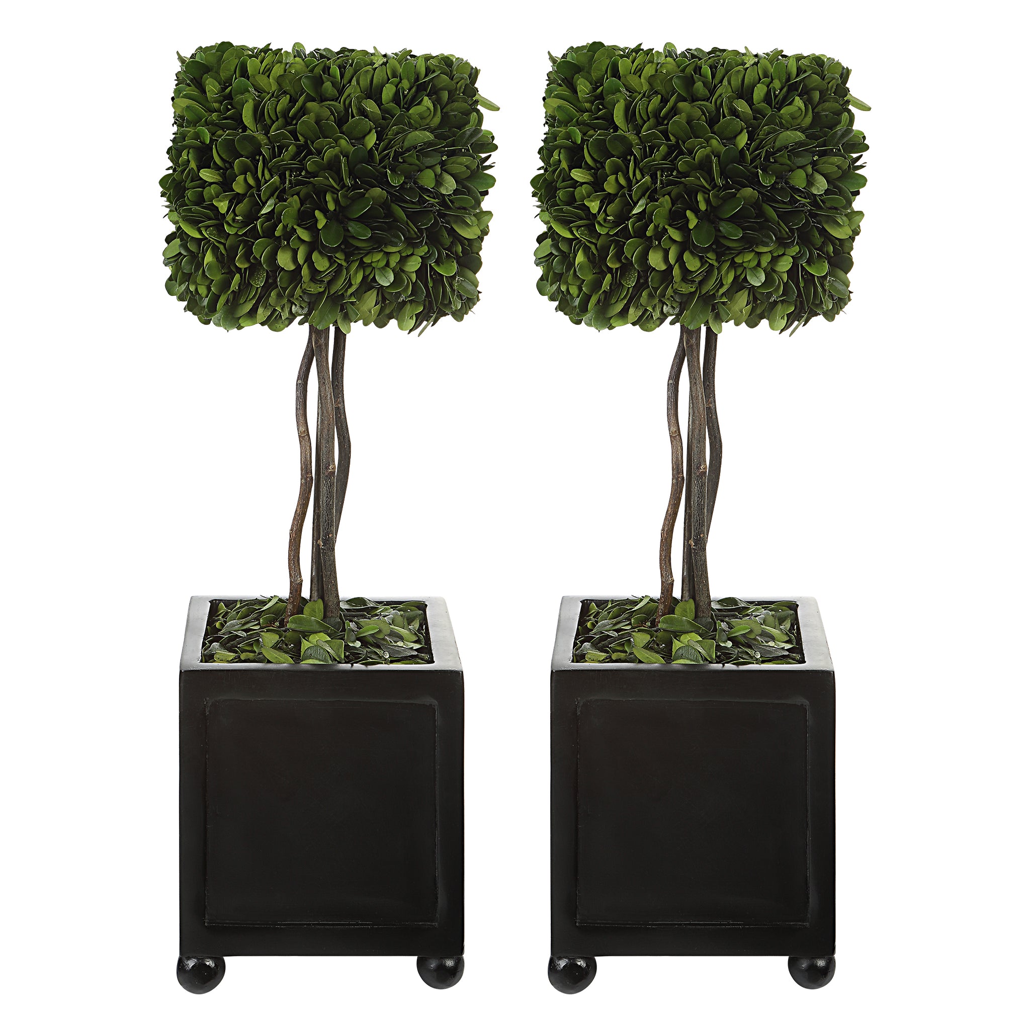 Uttermost Preserved Boxwood Square Topiaries, S/2