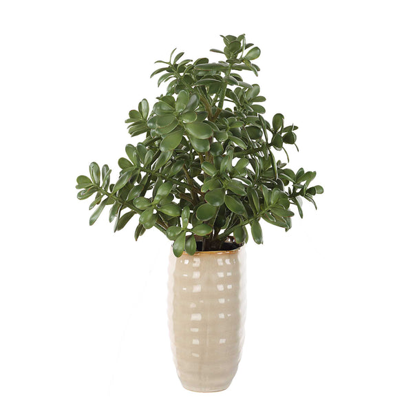 Uttermost Crassula Jade Accent Plant