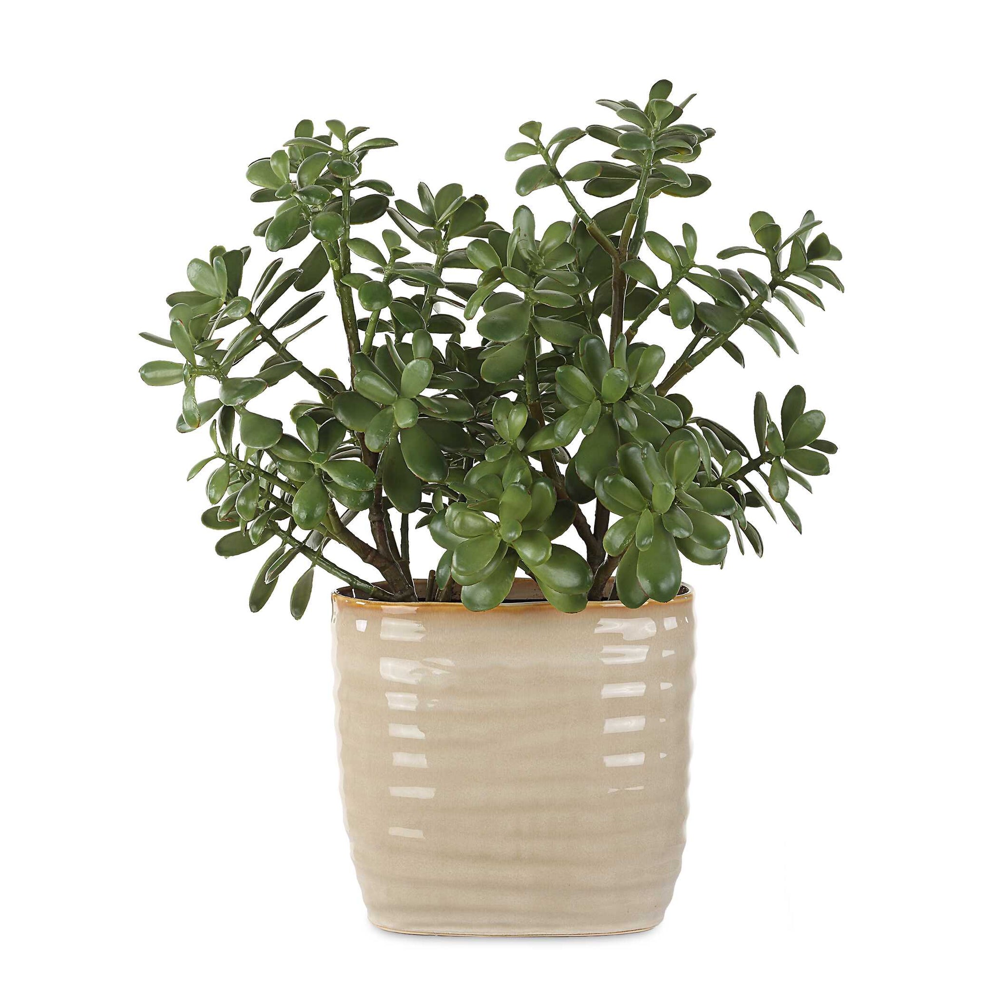Uttermost Crassula Jade Accent Plant