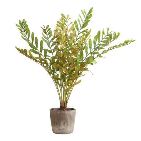 Uttermost Zamia Palm Accent In Planter