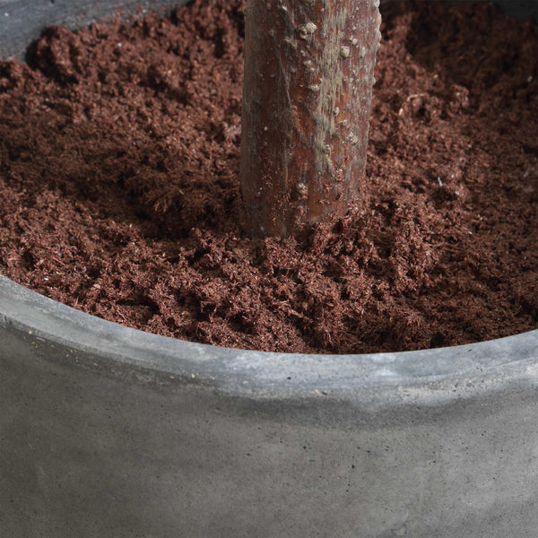 Uttermost Eden Potted Fig Tree